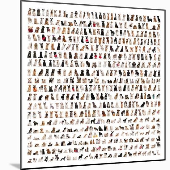 Large Group Of Dog Breeds In Front Of A White Background-Life on White-Mounted Art Print