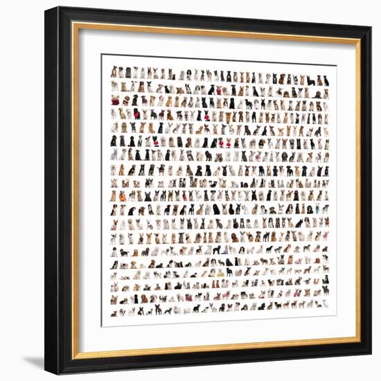 Large Group Of Dog Breeds In Front Of A White Background-Life on White-Framed Art Print