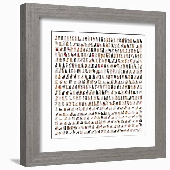 Large Group Of Dog Breeds In Front Of A White Background-Life on White-Framed Art Print