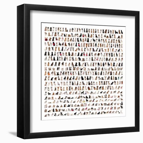 Large Group Of Dog Breeds In Front Of A White Background-Life on White-Framed Art Print