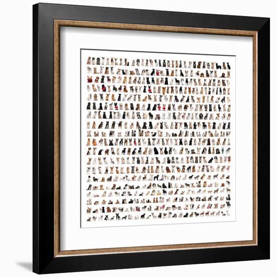 Large Group Of Dog Breeds In Front Of A White Background-Life on White-Framed Art Print