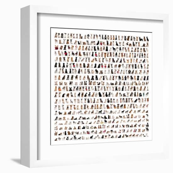 Large Group Of Dog Breeds In Front Of A White Background-Life on White-Framed Art Print