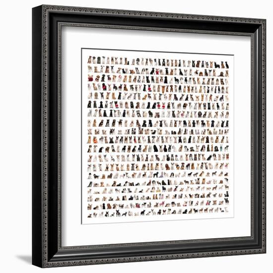 Large Group Of Dog Breeds In Front Of A White Background-Life on White-Framed Art Print