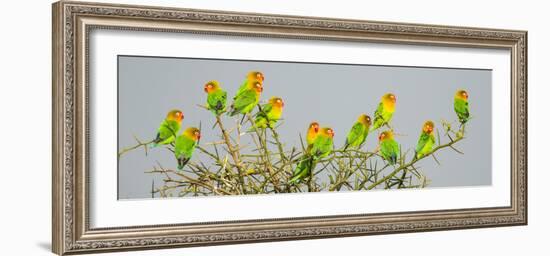 Large group of Fischers lovebirds (Agapornis fischeri) perching on tree, Serengeti National Park...-Panoramic Images-Framed Photographic Print