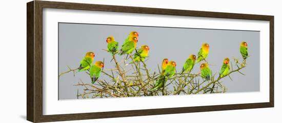 Large group of Fischers lovebirds (Agapornis fischeri) perching on tree, Serengeti National Park...-Panoramic Images-Framed Photographic Print