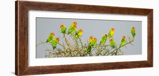 Large group of Fischers lovebirds (Agapornis fischeri) perching on tree, Serengeti National Park...-Panoramic Images-Framed Photographic Print