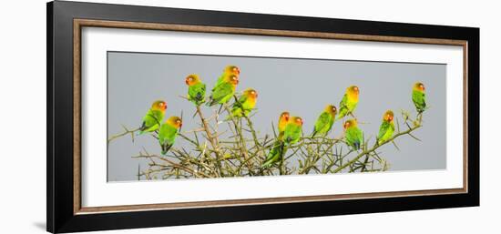 Large group of Fischers lovebirds (Agapornis fischeri) perching on tree, Serengeti National Park...-Panoramic Images-Framed Photographic Print