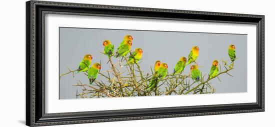 Large group of Fischers lovebirds (Agapornis fischeri) perching on tree, Serengeti National Park...-Panoramic Images-Framed Photographic Print