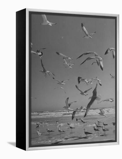 Large Group of Sea Gulls Flying Around and on Beach-Eliot Elisofon-Framed Premier Image Canvas