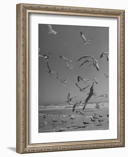 Large Group of Sea Gulls Flying Around and on Beach-Eliot Elisofon-Framed Photographic Print