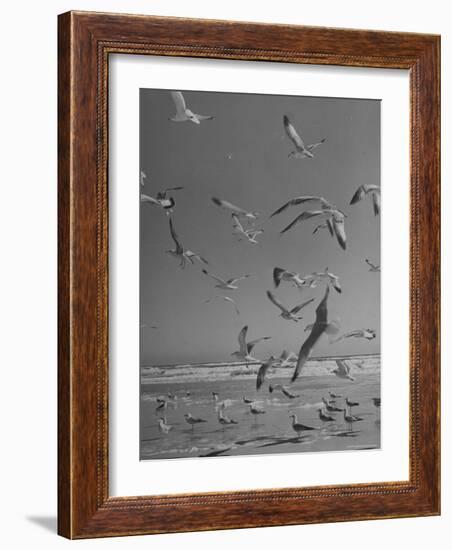 Large Group of Sea Gulls Flying Around and on Beach-Eliot Elisofon-Framed Photographic Print