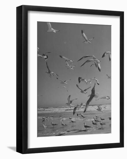 Large Group of Sea Gulls Flying Around and on Beach-Eliot Elisofon-Framed Photographic Print