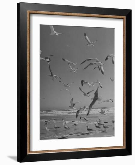 Large Group of Sea Gulls Flying Around and on Beach-Eliot Elisofon-Framed Photographic Print