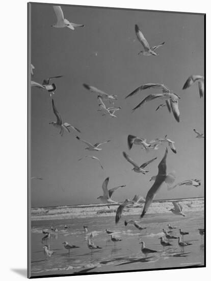 Large Group of Sea Gulls Flying Around and on Beach-Eliot Elisofon-Mounted Photographic Print