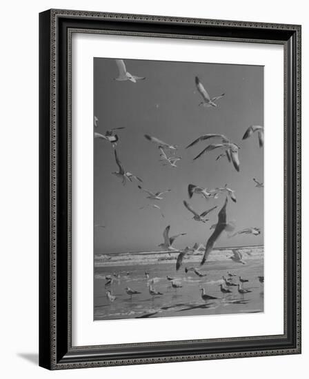 Large Group of Sea Gulls Flying Around and on Beach-Eliot Elisofon-Framed Photographic Print