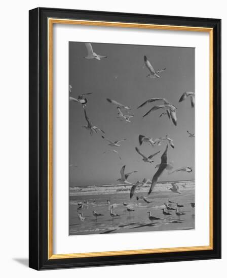 Large Group of Sea Gulls Flying Around and on Beach-Eliot Elisofon-Framed Photographic Print