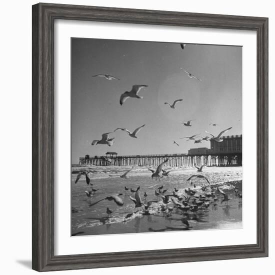 Large Group of Sea Gulls Flying Around and on the Beach-Eliot Elisofon-Framed Photographic Print