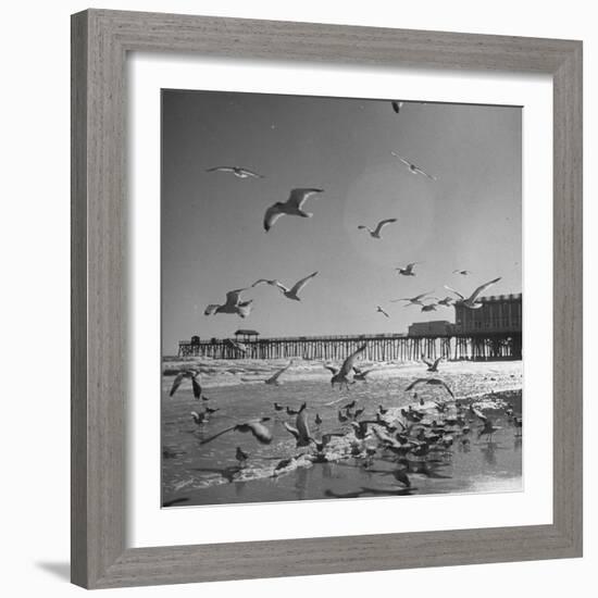 Large Group of Sea Gulls Flying Around and on the Beach-Eliot Elisofon-Framed Photographic Print