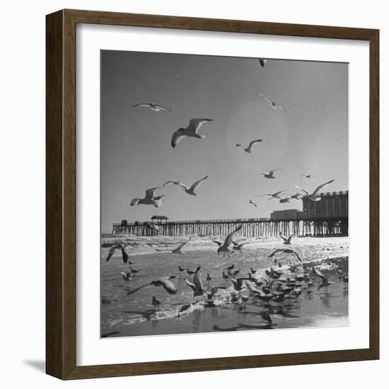 Large Group of Sea Gulls Flying Around and on the Beach-Eliot Elisofon-Framed Photographic Print