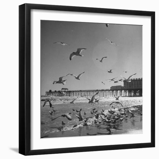 Large Group of Sea Gulls Flying Around and on the Beach-Eliot Elisofon-Framed Photographic Print