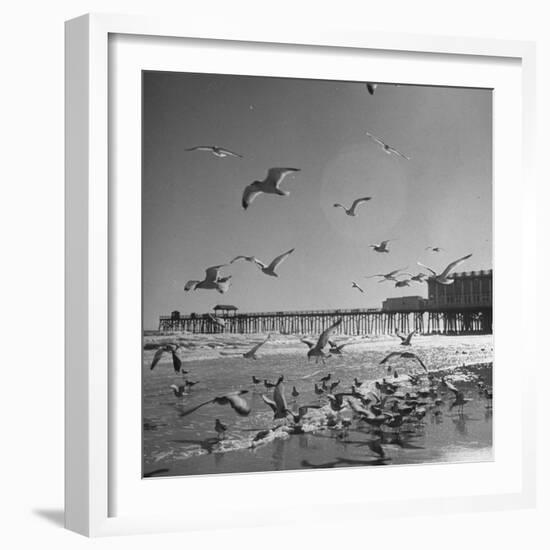 Large Group of Sea Gulls Flying Around and on the Beach-Eliot Elisofon-Framed Photographic Print