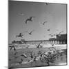 Large Group of Sea Gulls Flying Around and on the Beach-Eliot Elisofon-Mounted Photographic Print