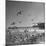 Large Group of Sea Gulls Flying Around and on the Beach-Eliot Elisofon-Mounted Photographic Print