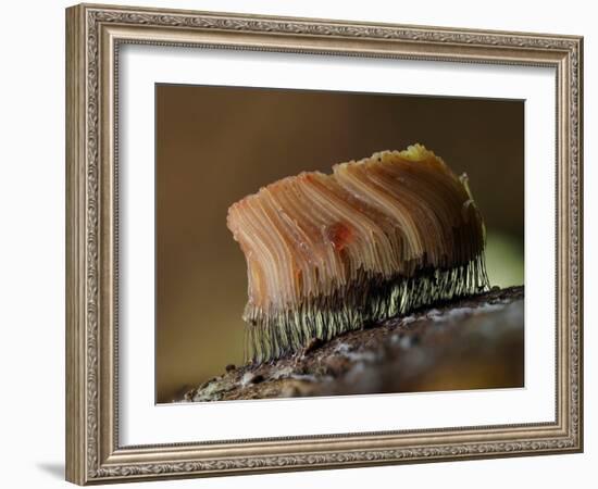 Large group of Slime mould, UK-Andy Sands-Framed Photographic Print