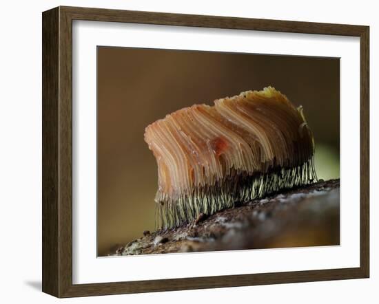 Large group of Slime mould, UK-Andy Sands-Framed Photographic Print