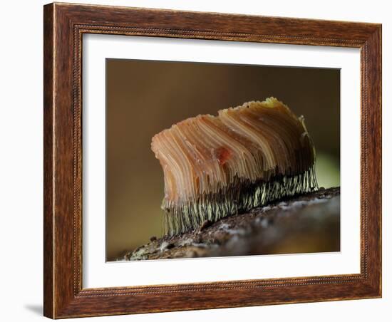 Large group of Slime mould, UK-Andy Sands-Framed Photographic Print