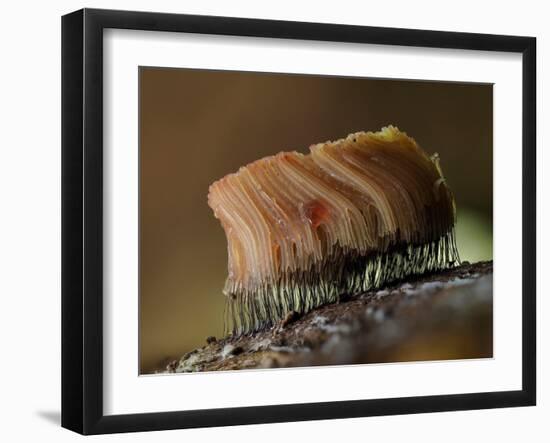 Large group of Slime mould, UK-Andy Sands-Framed Photographic Print