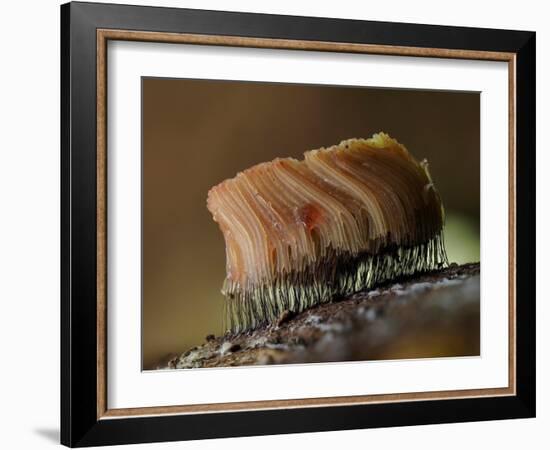 Large group of Slime mould, UK-Andy Sands-Framed Photographic Print