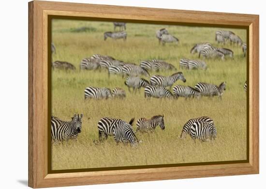 Large herd of Burchell's Zebra grazing in tall grass, Serengeti National Park, Tanzania, Africa-Adam Jones-Framed Premier Image Canvas