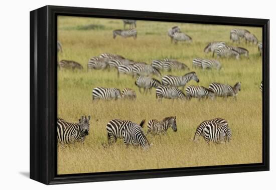 Large herd of Burchell's Zebra grazing in tall grass, Serengeti National Park, Tanzania, Africa-Adam Jones-Framed Premier Image Canvas