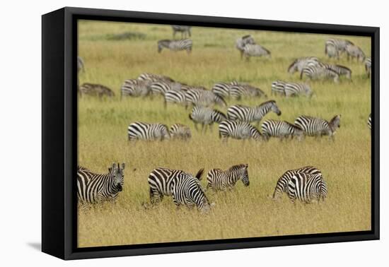 Large herd of Burchell's Zebra grazing in tall grass, Serengeti National Park, Tanzania, Africa-Adam Jones-Framed Premier Image Canvas