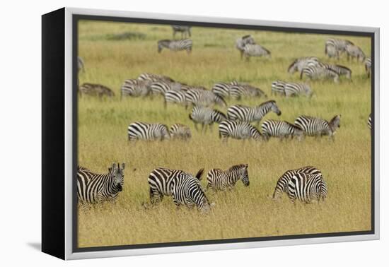 Large herd of Burchell's Zebra grazing in tall grass, Serengeti National Park, Tanzania, Africa-Adam Jones-Framed Premier Image Canvas