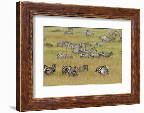 Large herd of Burchell's Zebra grazing in tall grass, Serengeti National Park, Tanzania, Africa-Adam Jones-Framed Photographic Print