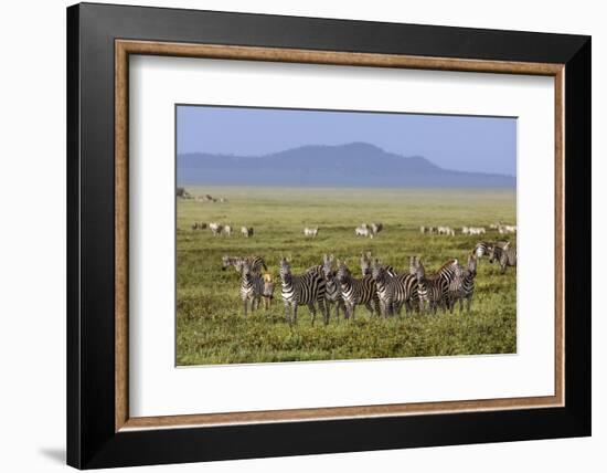 Large herd of Burchell's Zebra, Serengeti National Park, Tanzania, Africa-Adam Jones-Framed Photographic Print