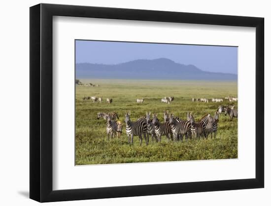 Large herd of Burchell's Zebra, Serengeti National Park, Tanzania, Africa-Adam Jones-Framed Photographic Print