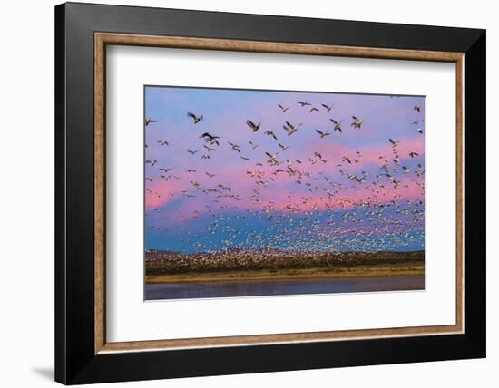 Large herd of Snow geese Soccoro, New Mexico, USA-Panoramic Images-Framed Photographic Print