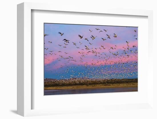 Large herd of Snow geese Soccoro, New Mexico, USA-Panoramic Images-Framed Photographic Print