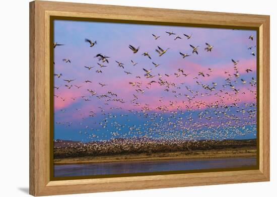 Large herd of Snow geese Soccoro, New Mexico, USA-Panoramic Images-Framed Premier Image Canvas