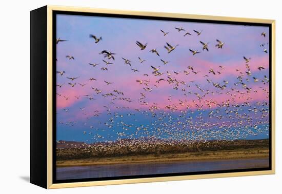 Large herd of Snow geese Soccoro, New Mexico, USA-Panoramic Images-Framed Premier Image Canvas