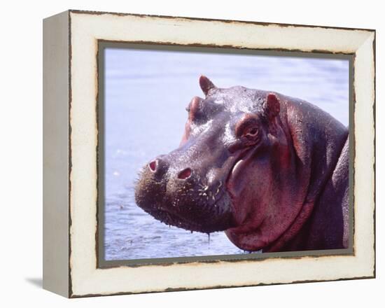 Large Hippo Portrait, Tanzania-David Northcott-Framed Premier Image Canvas