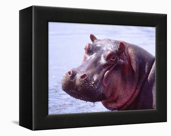 Large Hippo Portrait, Tanzania-David Northcott-Framed Premier Image Canvas