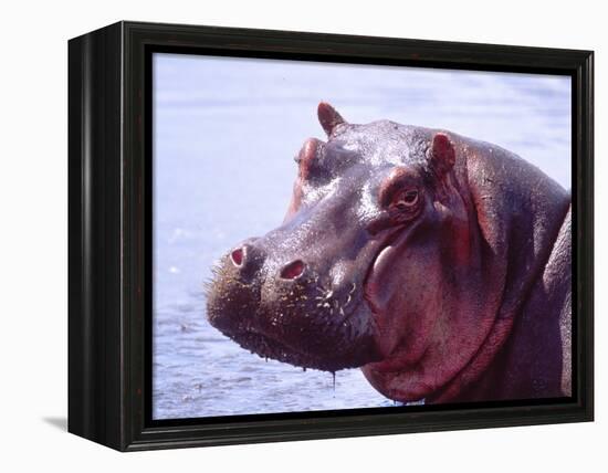 Large Hippo Portrait, Tanzania-David Northcott-Framed Premier Image Canvas