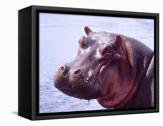 Large Hippo Portrait, Tanzania-David Northcott-Framed Premier Image Canvas