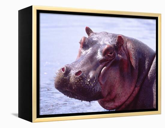 Large Hippo Portrait, Tanzania-David Northcott-Framed Premier Image Canvas