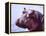 Large Hippo Portrait, Tanzania-David Northcott-Framed Premier Image Canvas