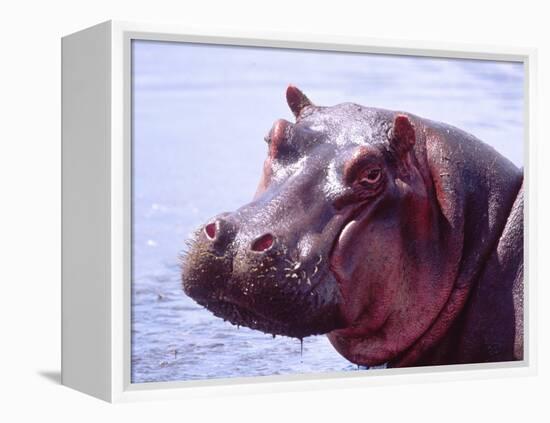 Large Hippo Portrait, Tanzania-David Northcott-Framed Premier Image Canvas